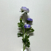 3-Head Single Stem Artificial Ranunculus, Blue-White Bi-Color Ombré