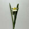  Cream White with Bright Yellow Ruffled Center,3-Head Single Stem Artificial Daffodil