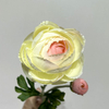 Artificial Gradient Cream-Pink Ranunculus Stem