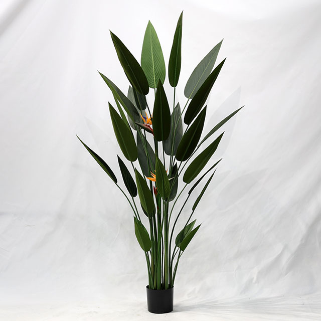 QH27G3118 180cm28叶天堂鸟.JPG