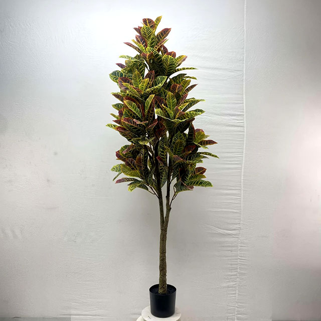QH27G3180 洒金榕A款180cm.jpg