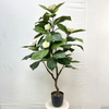 Artificial Magnolia Tree (Faux Magnolia grandiflora / Southern Magnolia Tree)